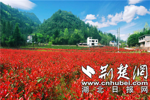 主導產(chǎn)業(yè)發(fā)展欣欣向榮.png