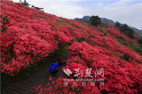 C:Documents and SettingsAdministrator桌面龜峰山杜鵑花海連片面積10萬(wàn)余畝，是世界上分布最集中，林分結構最純，種群面積最大，樹(shù)齡最古老，保存.jpg